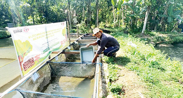 PT Semen Padang Sukses Jadikan Maggot sebagai Pakan Alternatif Ikan Nila, Hemat Biaya, Dua Pekan Pertumbuhan Ikan Capai 27 Persen 1 PEMANFAATAN MAGGOT BSF— PT Semen Padang berhasil mencatat hasil menggembirakan dari uji coba pemanfaatan maggot sebagai pakan alternatif ikan nila, di Pokdakan Lubuk Tampurung Indah, Kecamatan Kuranji. Dalam dua minggu, berat ikan meningkat hingga 23–27 persen.