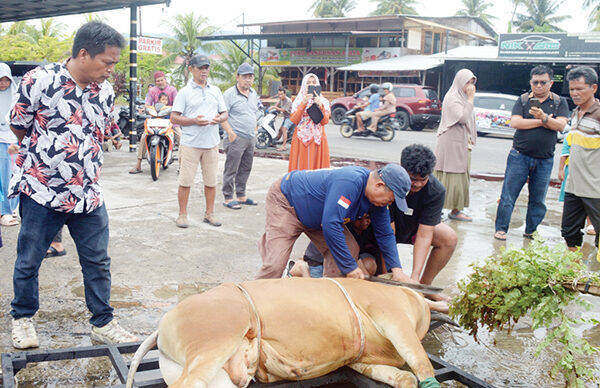 Sebarkan 1000 Lembar Kupon, Pengurus Masjid Raya Ampang Sembelih 13 Ekor Sapi 1 PENYEMBELIHAN SAPI KURBAN— Ketua Masjid Raya Ampang, H. Iskandar, melakukan penyembelihan sapi kurban disaksika pengurus masjid Syafri Andi dan juga peserta kurban, Sabtu (7/6).