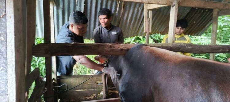 Komitmen Pemko Padang Panjang, Layanan Kesehatan Hewan di Puskeswan Gratis 1 PENGOBATAN HEWAN TERNAK— Dua petugas Keswan saat melayani peternak untuk melakukan pengobatan ternaknya.