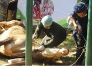 Kota Sawahlunto Sembelih Hewan Kurban 349 Ekor Sapi