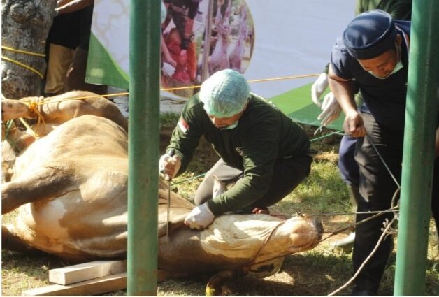 Kota Sawahlunto Sembelih Hewan Kurban 349 Ekor Sapi 1 SEMBELIH—Terlihat tim pemotongan hewan kurban saat melakukan aksi pada Hari Raya kurban tahun lalu di Kota Sawahlunto.
