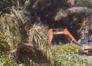 Pemasangan Tiang Listrik oleh PT AWB, Masyarakat Keluhkan Ganti Rugi Penumbangan Plasma Sawit