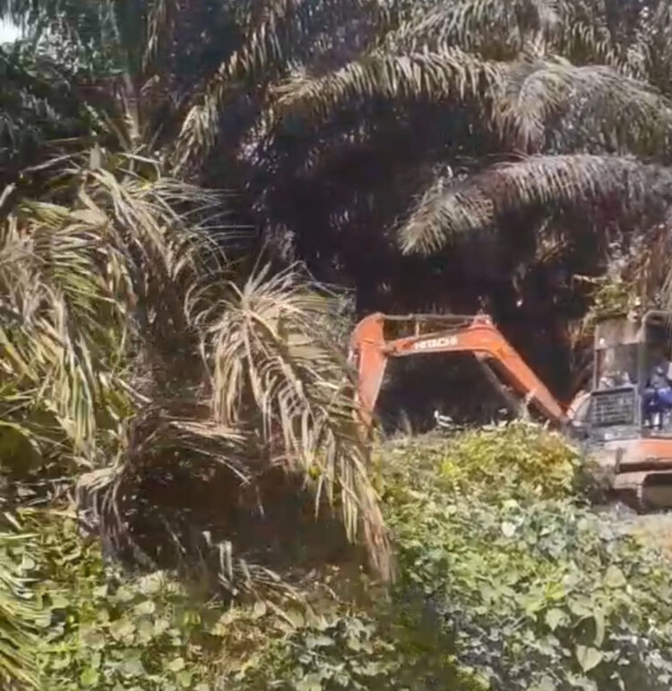 Pemasangan Tiang Listrik oleh PT AWB, Masyarakat Keluhkan Ganti Rugi Penumbangan Plasma Sawit 1 Masyarakat keluhkan ganti rugi Lahan Plasma yang terdampak untuk keperluan jaringan listrik PT AWB tidak memiliki kejelasan