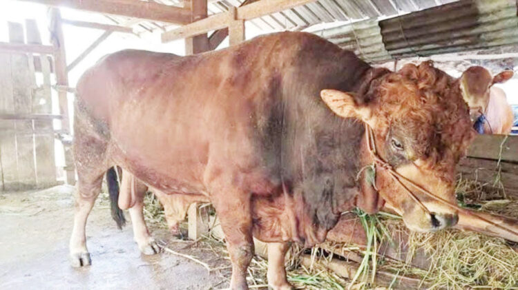 Padang Dapat Sapi Kurban dari Presiden Prabowo 1 SAPI LIMOSIN— Sapi berjenis Limosin menjadi sapi kurban Presiden RI, Prabowo Subianto untuk Kota Padang yang diberikan khusus untuk masyarakat di Kecamatan Bungus Teluk Kabung.