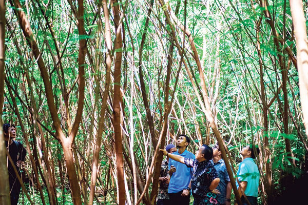 Panen Kaliandra, Bukti Nyata Sinergi PT Semen Padang dan Petani Lokal 1 TINJAU LOKASI PENANAMAN KALIANDRA— PT Semen Padang melakukan peninjauan lokasi penanaman kaliandra yang akan dipanen Agustus mendatang, di Kelompok Hutan Kemasyarakatan (HKm) Sialangan di Nagari Limau Puruik, Kecamatan V Koto Timur, serta Nagari Aur Malintang Selatan, Kecamatan IV Koto Aur Malintang, Kabupaten Padangpariaman.