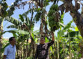 Antusias Masyarakat Menanam Pisang Cavendish Tinggi 11 Antusias Masyarakat Menanam Pisang Cavendish Tinggi