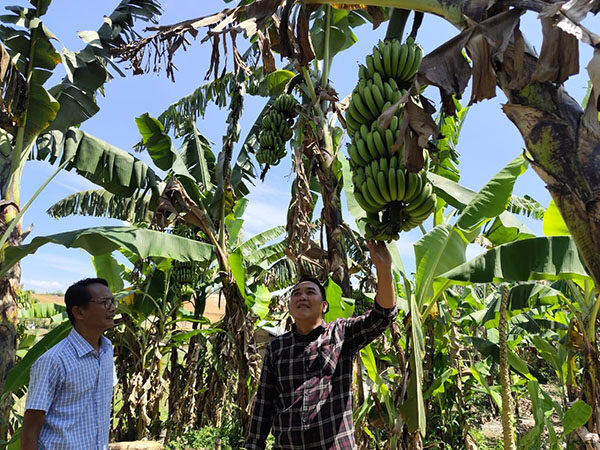 Antusias Masyarakat Menanam Pisang Cavendish Tinggi 1 BUDIDAYA PISANG— Pembudidaya pisang cavendis saat memperlihatkan buah pisang di kebunnya