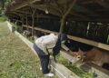 Jelang Iduladha 1446 H, Pemko Padang Panjang Pastikan Kesehatan Hewan Kurban 10 Jelang Iduladha 1446 H, Pemko Padang Panjang Pastikan Kesehatan Hewan Kurban