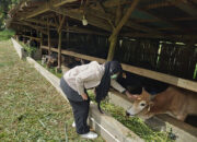 Jelang Iduladha 1446 H, Pemko Padang Panjang Pastikan Kesehatan Hewan Kurban