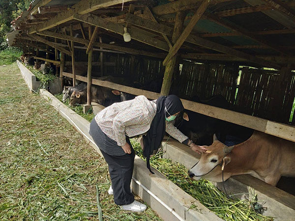 Jelang Iduladha 1446 H, Pemko Padang Panjang Pastikan Kesehatan Hewan Kurban 1 PEMERIKSAAN HEWAN TERNAK— Petugas Kesehatan Hewan Dinas Pangan dan Pertanian sedang melakukan pemeriksaan kesehatan hewan kurban disejumlah peternakan.