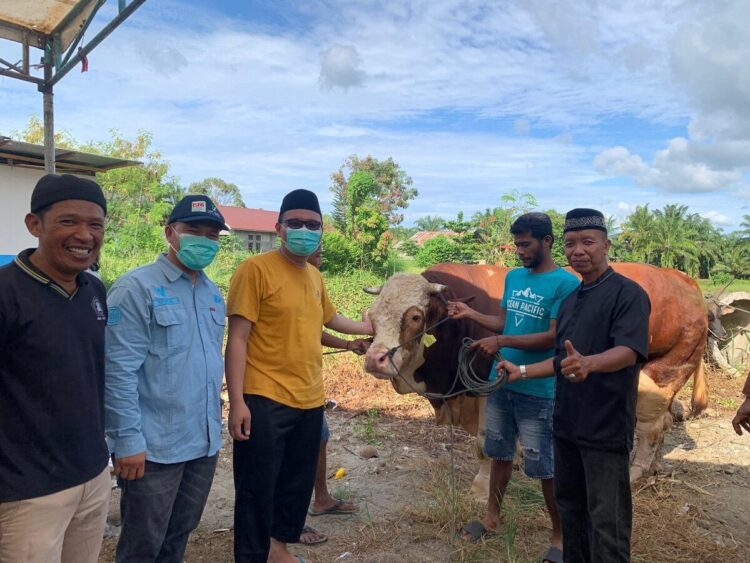Perdana, Presiden Berkurban Sapi Seberat 1 Ton di Pasaman Barat 1 SERAHKAN SAPI KURBAN— Pj Sekretaris Daerah Pasaman Barat, Doddy San Ismail, serahkan sapi kurban Presiden RI Prabowo Subianto.