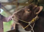 Idul Adha 1446 H, 451 Ekor Hewan Kurban Dipotong di Sawahlunto