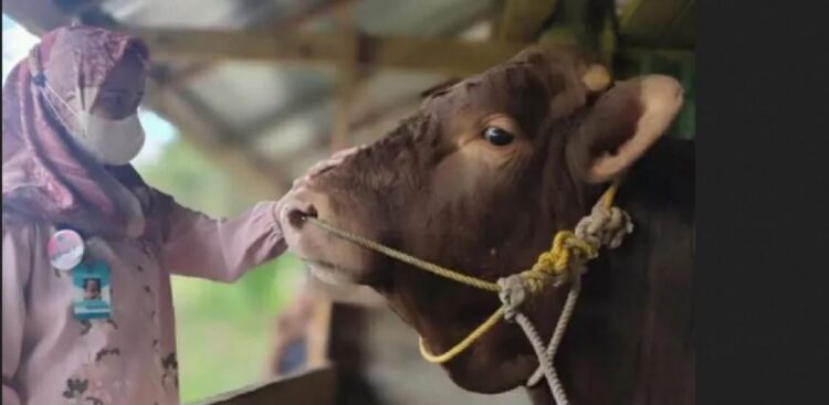 Idul Adha 1446 H, 451 Ekor Hewan Kurban Dipotong di Sawahlunto 1 PERIKSA—Petugas Bidang Peternakan tengah memeriksa kesehatan hewan kurban.