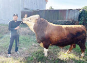 Presiden Prabowo Berqurban di Bukittinggi, Sumbang Sapi Simmental Seberat 966 Kg
