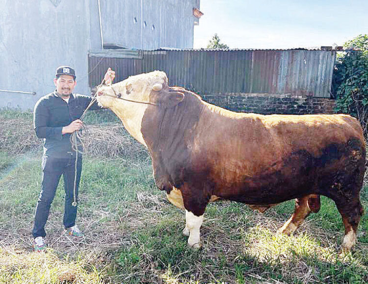 Presiden Prabowo Berqurban di Bukittinggi, Sumbang Sapi Simmental Seberat 966 Kg 1 SAPI KURBAN— Presiden Republik Indonesia, Prabowo Subianto, ikut berqurban di Kota Bukittinggi pada Idul Adha 1446 H atau 2025 masehi ini. Satu ekor sapi seberat 966 kg, milik warga Ladang Cakiah telah dibeli untuk disemblih pada hari tasyrik nanti, di Masjid Mukhlisin Manggis.