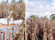 Produksi Jagung Tembus 39 Ribu Ton dalam Empat Bulan, Target 2025 Optimis Lebihi Tahun Lalu