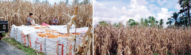 Produksi Jagung Tembus 39 Ribu Ton dalam Empat Bulan, Target 2025 Optimis Lebihi Tahun Lalu 1 ILUSTRASI Kebun jagung.