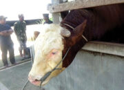 Sapi 1 Ton Milik Peternak Dharmasraya Masuk Daftar Kurban Presiden