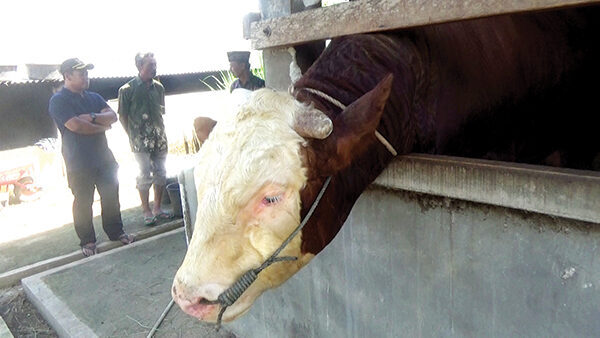 Sapi 1 Ton Milik Peternak Dharmasraya Masuk Daftar Kurban Presiden 1 SAPI KURBAN— Sapi milik Jakimin dan Suroso, kakak beradik asal Nagari Sialang Gaung, Kecamatan Koto Baru, Kabupaten Dharmasraya, Sumatera Barat, diusulkan menjadi hewan kurban milik Presiden RI, Prabowo Subianto.