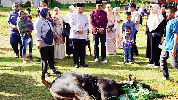 PENYEMBELIHAN—  Wakil Wali Kota Padang Maigus Nasir, ikut menyaksikan pemotongan sapi kurban di halaman Desaku Menanti, di Jalan Air Dingin, Balai Gadang pada Minggu pagi (8/6). Desaku Menanti adalah tempat tinggal sementara bagi warga dari keluarga kurang mampu yang sedang dalam masa pembinaan.