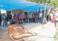 Bupati Pasaman Tebar Sapi Kurban Presiden di Aia Manggih Barat 10 Bupati Pasaman Tebar Sapi Kurban Presiden di Aia Manggih Barat