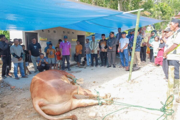 Bupati Pasaman Tebar Sapi Kurban Presiden di Aia Manggih Barat 1 PENYEMBELIHAN SAPI PRESIDEN— Bupati Pasaman Welly Suhery menyaksikan penyembelihan sapi bantuan Presiden RI Prabowo Subianto di Masjid Baiturrahman, Kampung Padang, Nagari Aia Manggih Barat.