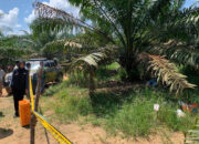 Ngeri! 2 Wanita Tewas Dibunuh di Bawah Pohon Sawit, Ada Luka Robek di Kepala, Pemicunya Diduga Persoalan Utang