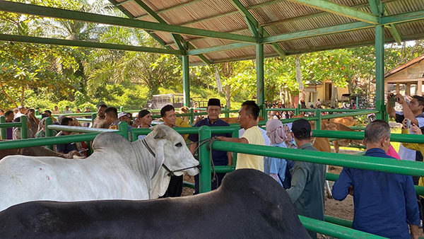 Pastikan Hewan Kurban Sehat, Disbunnak Turunkan Tim ke Lokasi Pemotongan 1 TINJAU PASAR TERNAK— Wakil Bupati Pasaman Barat, M. Ihpan, meninjau langsung ketersediaan dan kesehatan hewan (keswan) kurban di Pasar Ternak Simpang Tiga, Kecamatan Luhak Nan Duo, Jumat (30/5).