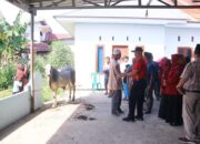 Indo Jalito Salurkan Hewan Kurban di Payakumbuh