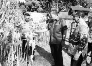 Panen Raya Jagung Kuartal II di Batu Malin, Sukses Hasilkan 4 Ton Jagung di Lahan 1,5 Ha