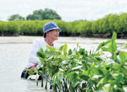 PP 27/2025 Disahkan, Mangrove jadi Garda Depan Perang Melawan Krisis Iklim