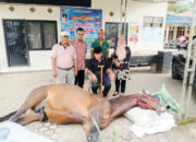 Fort De Kock Tutup Usia, Jejak Kuda Pacu Juara Bukittinggi yang Tak Terlupakan