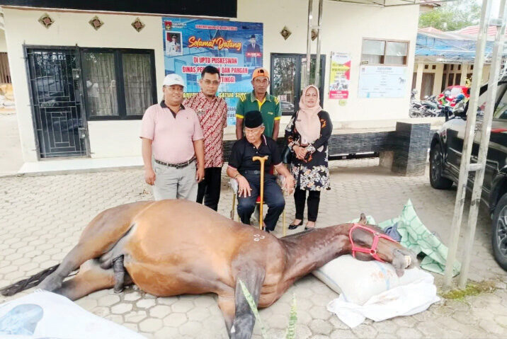 Fort De Kock Tutup Usia, Jejak Kuda Pacu Juara Bukittinggi yang Tak Terlupakan 1 KUDA LEGENDARIS— Kabar duka datang dari dunia pacuan kuda. Fort De Kock, kuda pejantan legendaris milik Pemerintah Kota Bukittinggi, meninggal dunia pada Kamis (10/7) sekitar pukul 11.30 WIB. Kuda pacu berprestasi yang berasal dari Australia itu menghembuskan napas terakhir di usia 19 tahun.