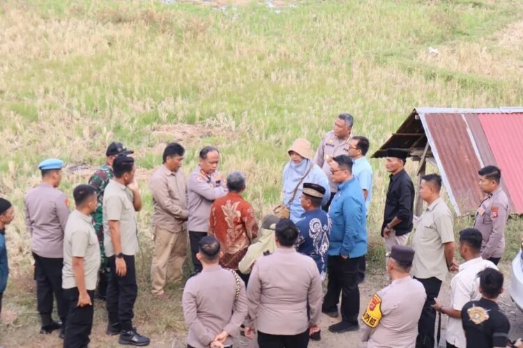 Kapolda Sumbar Tinjau Langsung Lahan Penanaman Jagung 80 Hektar di Tanjung Barulak