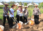Wujudkan Ketahanan Pangan, Polres Limapuluh Kota Tanam Jagung