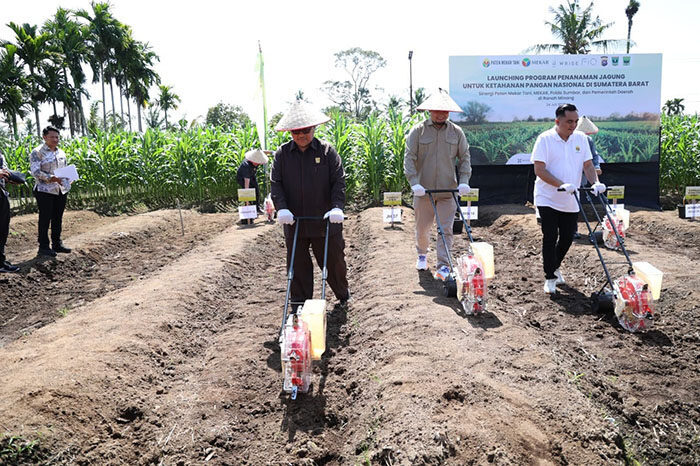 TANAM JAGUNG—Ketua DPRD Sumbar, Muhidi saat mengikuti penanaman jagung di Warehouse Paten Mekar Tani, Ulakan Tapakis, Kabupaten Padang Pariaman, Kamis (24/7).