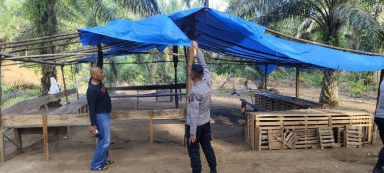 BONGKAR TENDA— Aparat Polsek BAB Tapan membongkar terpal-terpal yang dijadikan lokasi tempat judi sambung ayam, dii Kampung Bukit Rawang Bubur, Kenagarian Bukit Buai, Tapan, Kecamatan Basa Ampek Balai Tapan, Kabupaten Pesisir Selatan, Senin (21/7).