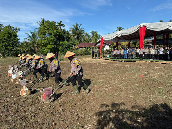 Polda Sumbar Komit Wujudkan Ketahanan Pangan, Cetak Rekor MURI dengan Penanaman 500 Hektare Jagung 1 TANAM JAGUNG—Kapolda Sumbar Irjen Pol Gatot Tri Suryanta bersama Forkopimda menyaksikan personel Bhabiinkamtibmas menanam jagung di Kelurahan Padang Sarai, Kecamatan Koto Tangah.