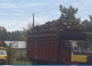 Pendapatan Pajak Kendaraan Pasbar Capai Rp12,7 Miliar, Pemkab Kejar Balik Nama Kendaraan Perusahaan Sawit