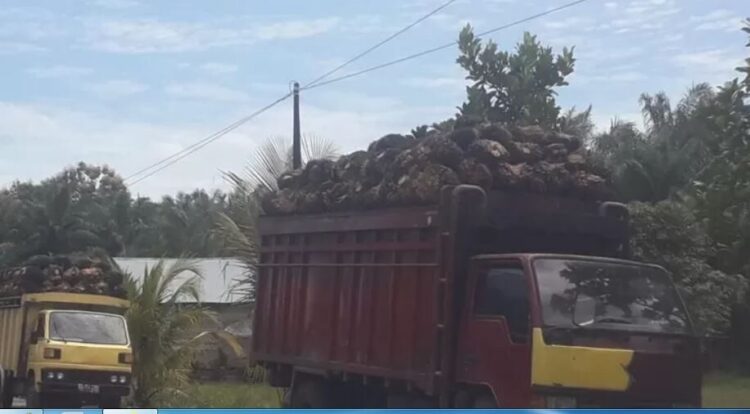 Pendapatan Pajak Kendaraan Pasbar Capai Rp12,7 Miliar, Pemkab Kejar Balik Nama Kendaraan Perusahaan Sawit 1 TRUK SAWIT— Dua unit truk bermuatan sawit saat keluar dari kebun untuk selanjutnya mengantar sawit ke daerah tujuan.