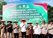 Sukseskan Swasembada Pangan, Polres dan Pemkab Sijunjung Tanami Bibit Jagung di Padang Sibusuk
