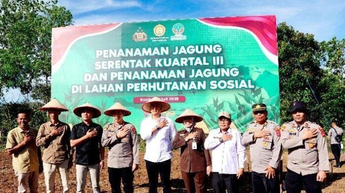Sukseskan Swasembada Pangan, Polres dan Pemkab Sijunjung Tanami Bibit Jagung di Padang Sibusuk 1 TANAM JAGUNG— Lahan Perhutanan Sosial, Nagari Padang Sibusuk, Kecamatan Kupitan ditanami bibit jagung oleh Polres dan Pemkab Sijunjung di wilayah Provinsi Sumatera Barat (Sumbar) pada Rabu (9/7).