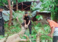 Rumah Warga Ambruk Tertimpa Pohon Tumbang 10 Rumah Warga Ambruk Tertimpa Pohon Tumbang