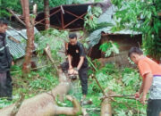 Rumah Warga Ambruk Tertimpa Pohon Tumbang