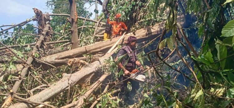 Pohon Beringin Timpa Rumah dan Tutupi Jalan 1 PEMBERSIHAN— Tim BPBD Kota Padang melakukan pembersihan material pohon beringin yang tumbang di Kecamatan Padang Selatan.