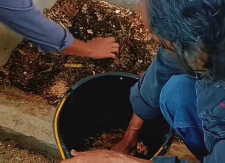 Budidaya Magot, Langkah Hijau Wujudkan Ketahanan Pangan Solok Selatan 1 KEMBANGKAN BUDIDAYA MAGGOT—Kelompok Pecinta Alam (KPA) Winalsa di Kabupaten Solok Selatan saat mengembangkan budidaya magot.