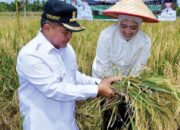 Panen Raya Sawah Pokok Murah, Bupati Agam: Hasil Lebih Tinggi, Biaya Lebih Rendah