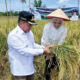 Bupati Agam dan Anggota DPR RI Panen Sawah Pokok Murah di Garagahan