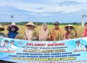 Panen Raya di Nagari Koto Sawah Disambut Antusias Petani