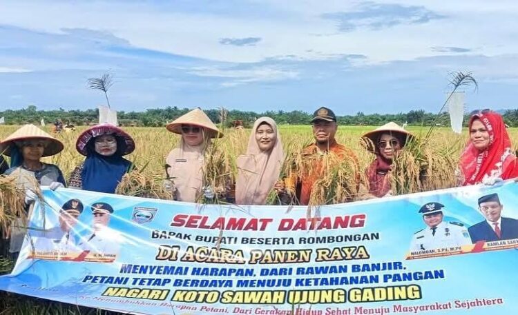 Panen Raya di Nagari Koto Sawah Disambut Antusias Petani 1 PANEN RAYA—Ketua Tim Penggerak PKK Pasaman Barat, Ny. Sifrowati Yulianto, ikut memimpin prosesi panen simbolis dengan memotong padi di sawah bersama petani.
